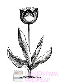 imagenes de tulipanes rojos