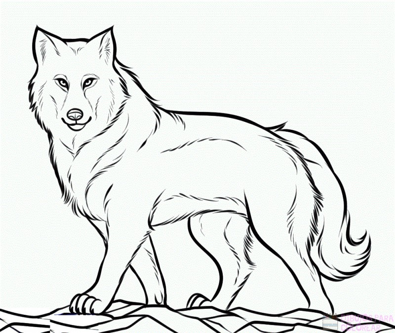 🥇 Dibujos de lobos【+250】rapidos para colorear