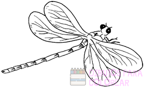 insectos en dibujo