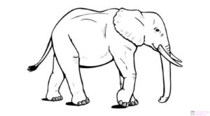 mandalas con elefantes