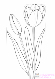 tulipanes imagenes