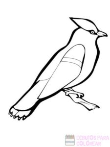 waxwing bird coloring page