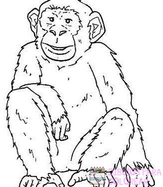 🥇【+2750】Los mejores dibujos de Monos para colorear ⚡️
