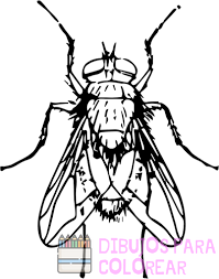 dibujar una mosca