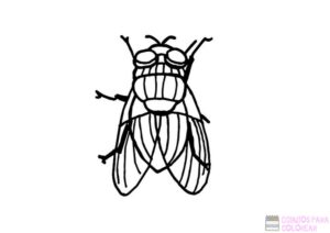 dibujos de moscas para colorear 1