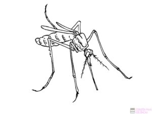 dibujos de mosquitos animados