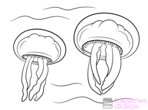 imagenes de una medusa para colorear