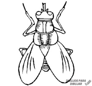 imagenes de una mosca animada