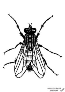 mosca para colorear