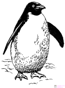 pinguino colorear