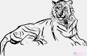 Como dibujar un tigre para ninos
