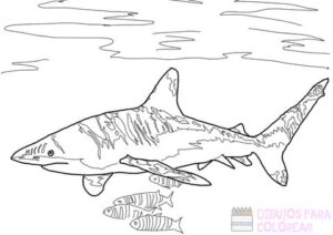 como dibujar un tiburon facil
