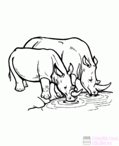 dibujo del rinoceronte