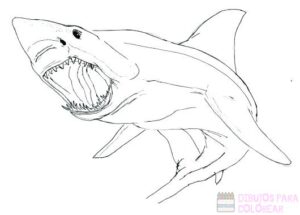 dibujo tiburon infantil