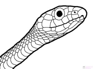 serpientes dibujos scaled 1