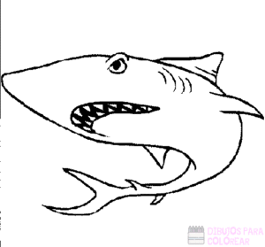 tiburon ballena dibujo