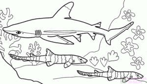 tiburon dibujo animado