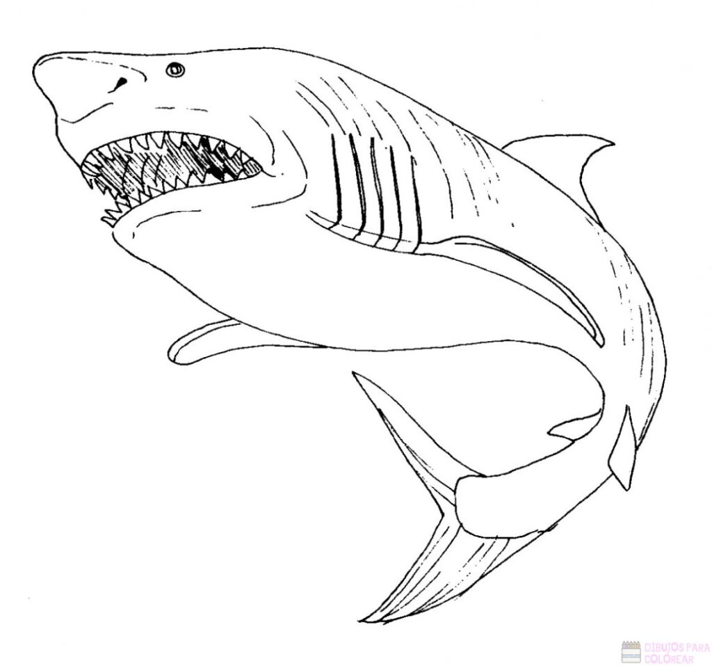 Dibujos De Tiburones Para Colorear - Riset