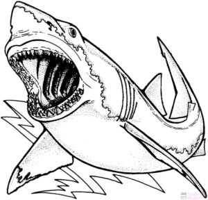 tiburon para dibujar scaled 1